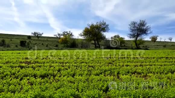 青扁豆种植园，田间栽培的扁豆植物，