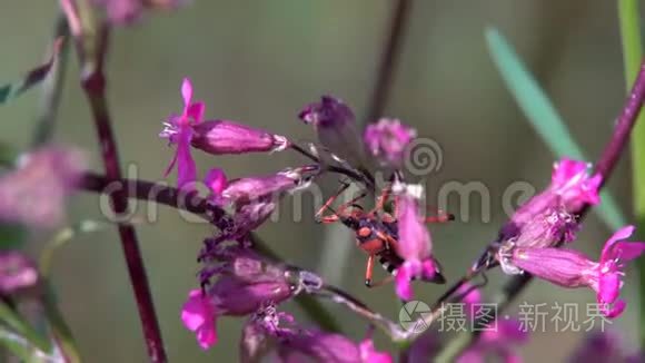 长胡子的红色大甲虫视频