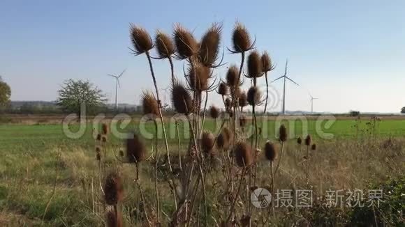 风力涡轮机附近的干刺算盘或茶视频