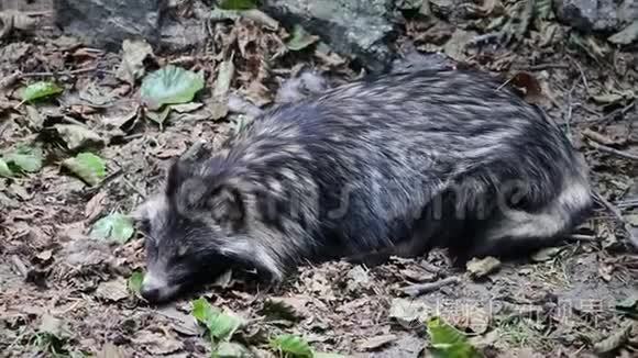 浣熊狗躺在地上视频
