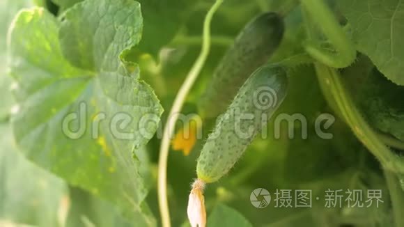 黄瓜挂在温室的树枝上。 植物温室生长技术绿色文化。