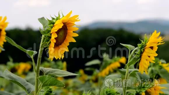 夏天开着向日葵