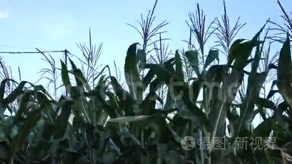 田间生长的绿色玉米视频