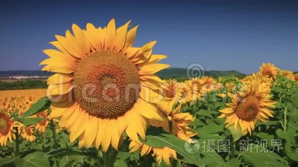 向日葵领域的向日葵特写视频