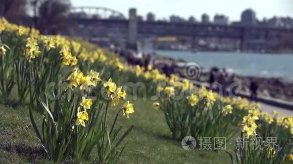 不列颠哥伦比亚省温哥华水仙花视频