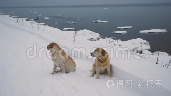 冬季两只拉布拉多犬在海岸线上视频