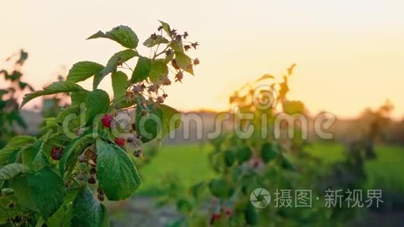 日落背景下的一枝覆盆子灌木，在傍晚的田野里有成熟浆果的覆盆子灌木