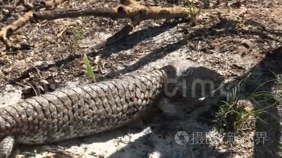 西澳大利亚狮身人面像蜥蜴