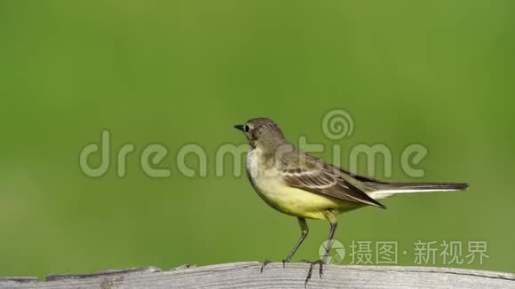 鸟画眉跳在公园的草坪上. 鸟画眉寻找蠕虫,然后吃掉它们.短视频