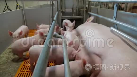 母猪哺乳仔猪集约化养猪视频