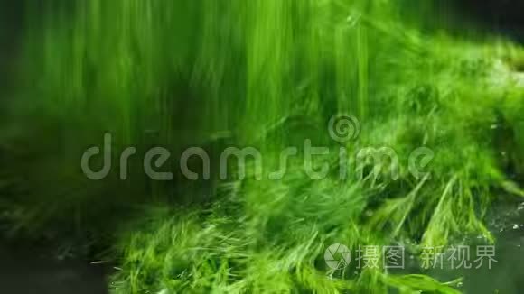 掉落的绿色湿小茴香视频视频