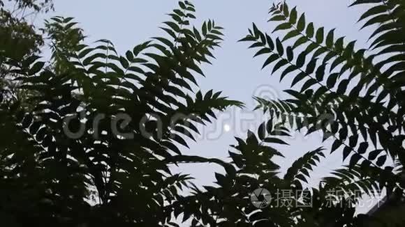 薄暮雨月叶无声相框视频