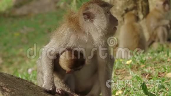 猴子女和她的孩子。 慢动作