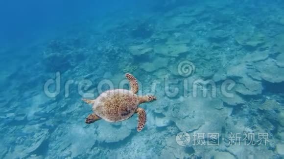 海龟游过死桌珊瑚视频