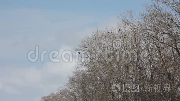 一群鸟在树上视频