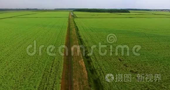 飞过稻田.. 绿色稻田，鸟瞰`。 绿色