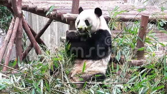 大熊猫宝宝视频