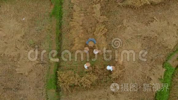空中拍摄农民用传统方式打谷水稻。 亚洲概念旅行