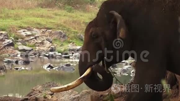 印度有一头大象在河边吃东西