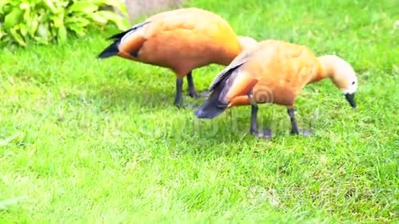 两只野鹅在短绿的草地上觅食视频