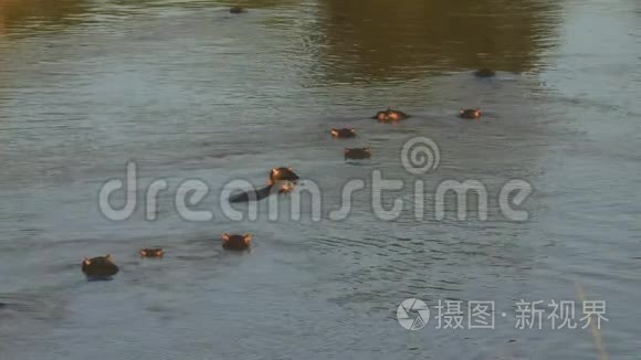 肯尼亚马拉河淹没的河马视频