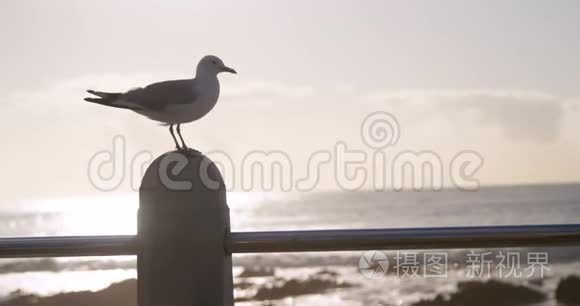 海鸥鸟栖息在栏杆上