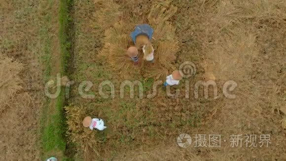 空中拍摄农民用传统方式打谷水稻。 亚洲概念旅行