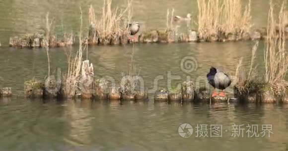 池塘里的浮鸭视频