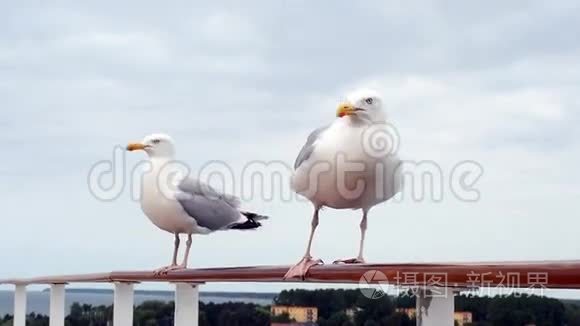 扶手上的海鸥视频