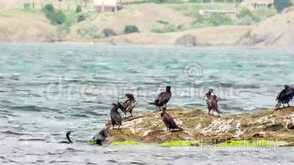 海里的鸬鹚视频