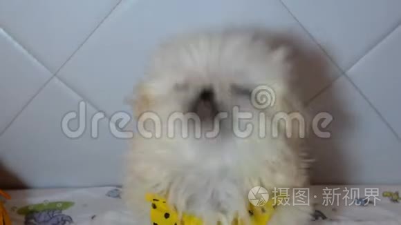 人们给蓬松的白色北京犬一个美味的待遇。