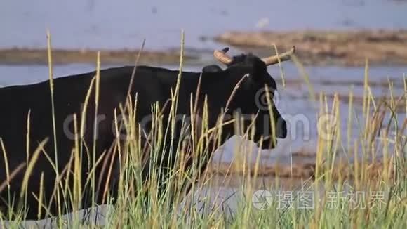 岸边的牛吃多汁的草视频