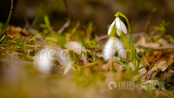 雪花在草地上生长视频