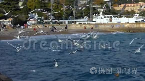 海鸥和大海