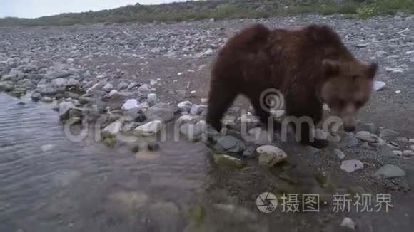 棕熊在岸边散步，看着摄像机