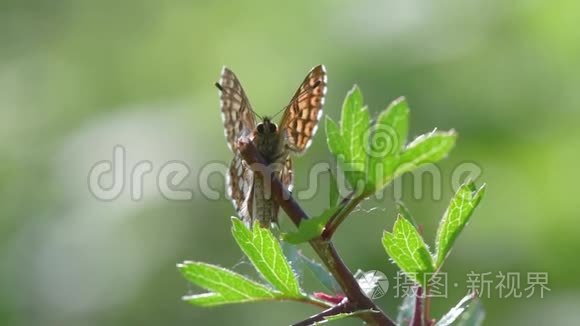 勃艮第公爵的蝴蝶栖息在植被上视频