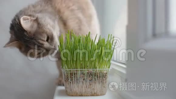 灰猫_灰猫视频大全_灰猫视频合集_摄图新视界