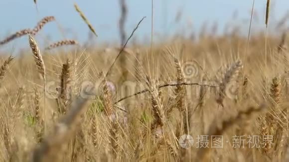 成熟小麦的田地视频