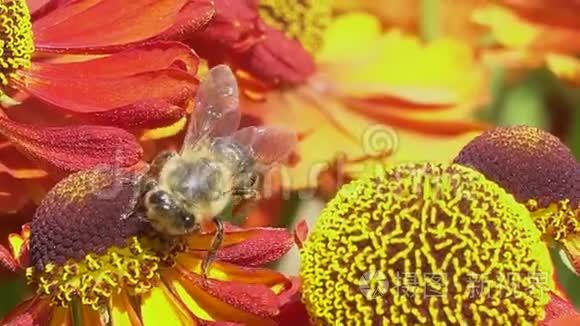 蜜蜂在绿色的背面从一朵红花中采集花蜜. 充满活力的特写镜头.短视频