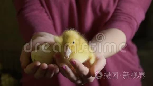 雌鸭抱着刚出生的小鸭和破空蛋视频