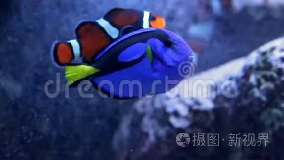 小丑鱼在珊瑚里玩耍视频