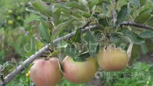 树枝上挂着鲜嫩可口的苹果视频