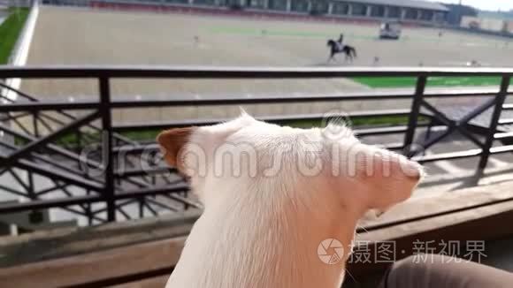 白色小狗看马秀装比赛