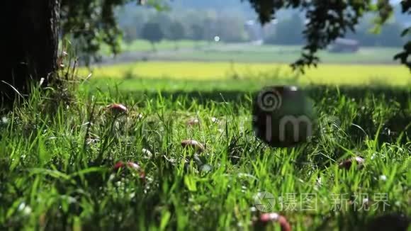 苹果园。 苹果落在草地上。