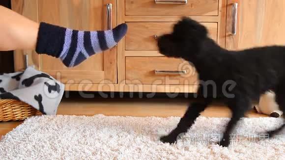 狗脱掉袜子视频