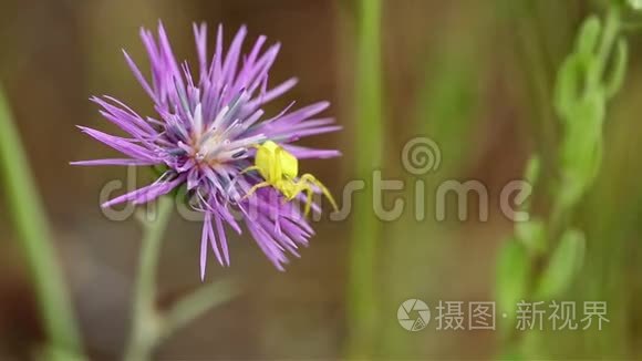 紫蓟上的一只黄花蟹蜘蛛Misumena vatia