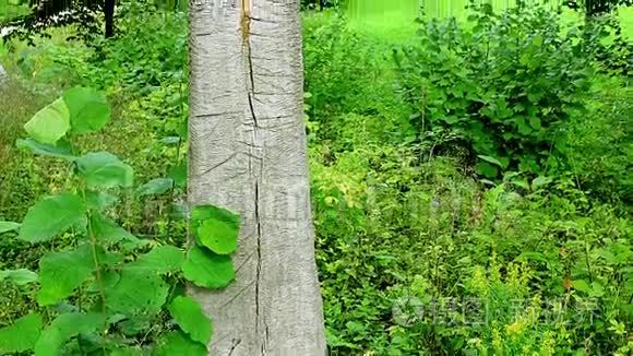 森林中的木材图腾视频