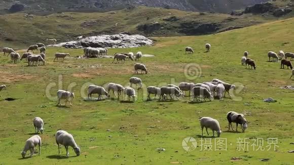 放牧绵羊视频