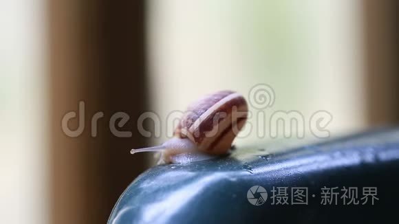 蜗牛在塑料椅子上爬行