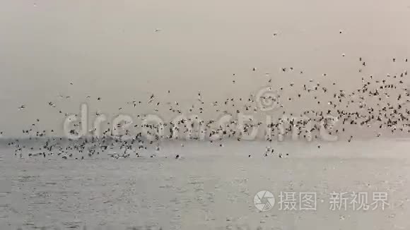 野生海鸟视频